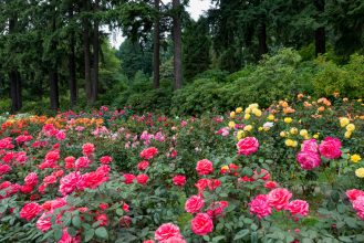 Rose garden Rose garden