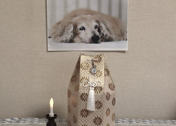Storing Ashes of a Pet Dog in an Urn — Pet Cremations Near Me in Australia