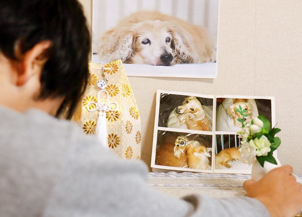 A Photo of a Deceased Dog and His Remains — Pet Cremations Near Me in Australia