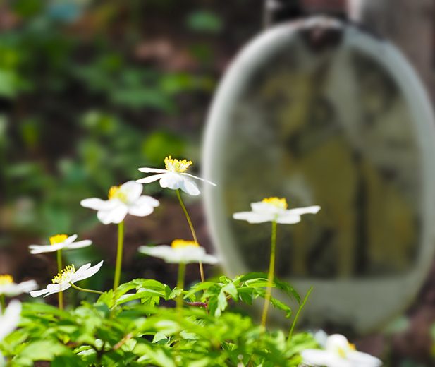 White Flowers on a Dog's Grave — Pet Cremations in Capricorn Coast, QLD