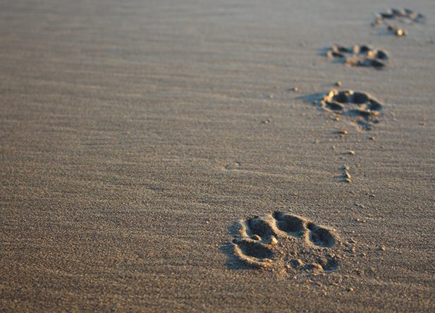 Four Dog Paw Prints on the Sand — Pet Cremations in Capricorn Coast, QLD